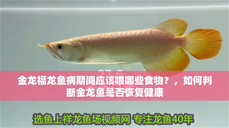 金龍福龍魚病期間應(yīng)該喂哪些食物？，如何判斷金龍魚是否恢復(fù)健康