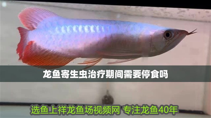 龍魚寄生蟲治療期間需要停食嗎