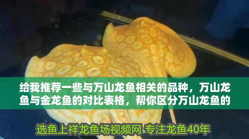 給我推薦一些與萬山龍魚相關的品種，萬山龍魚與金龍魚的對比表格，幫你區分萬山龍魚的真假
