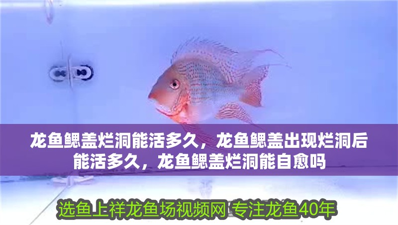 龍魚鰓蓋爛洞能活多久，龍魚鰓蓋出現爛洞后能活多久，龍魚鰓蓋爛洞能自愈嗎