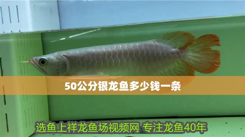 50公分銀龍魚多少錢一條