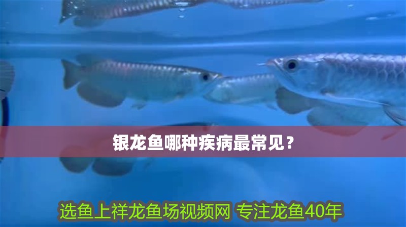 銀龍魚哪種疾病最常見？