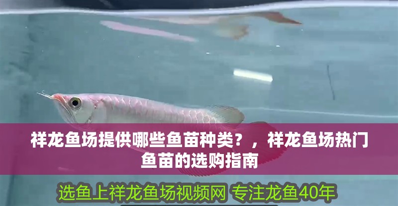 祥龍魚場提供哪些魚苗種類？，祥龍魚場熱門魚苗的選購指南