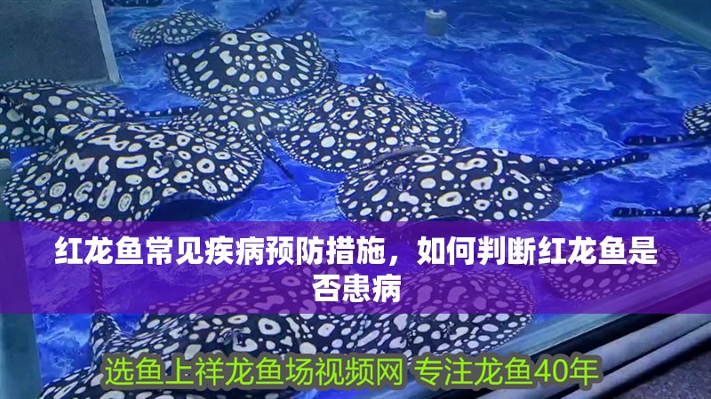 紅龍魚常見疾病預(yù)防措施，如何判斷紅龍魚是否患病