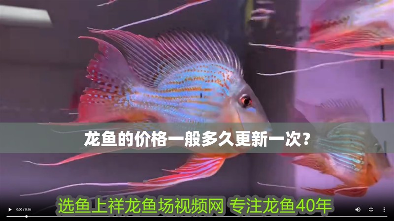 龍魚的價格一般多久更新一次？