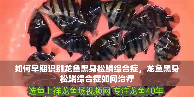 如何早期識別龍魚黑身松鱗綜合癥，龍魚黑身松鱗綜合癥如何治療