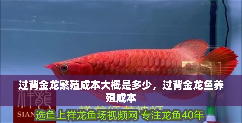 過背金龍繁殖成本大概是多少，過背金龍魚養殖成本