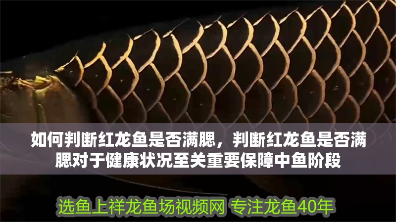 如何判斷紅龍魚(yú)是否滿(mǎn)腮，判斷紅龍魚(yú)是否滿(mǎn)腮對(duì)于健康狀況至關(guān)重要保障中魚(yú)階段