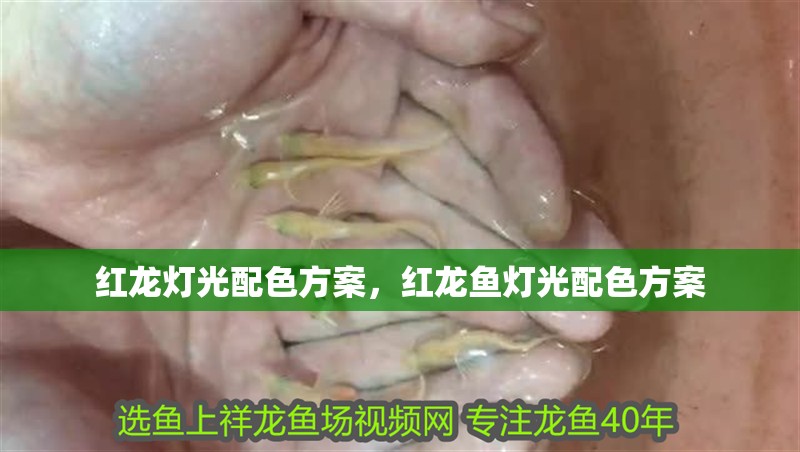 紅龍燈光配色方案，紅龍魚燈光配色方案