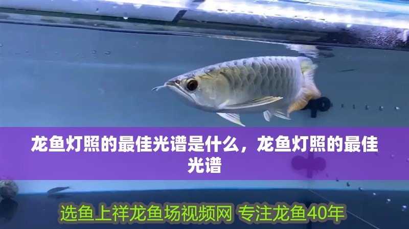 龍魚燈照的最佳光譜是什么，龍魚燈照的最佳光譜