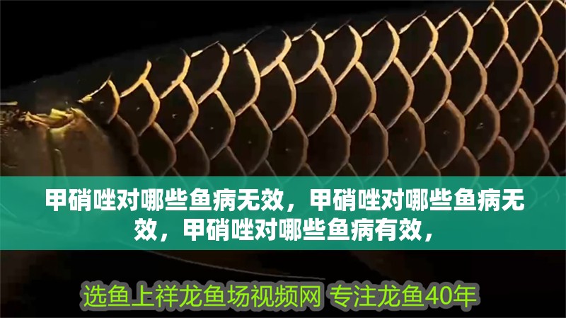 甲硝唑對哪些魚病無效，甲硝唑對哪些魚病無效，甲硝唑對哪些魚病有效，