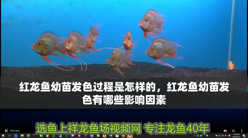紅龍魚幼苗發色過程是怎樣的，紅龍魚幼苗發色有哪些影響因素