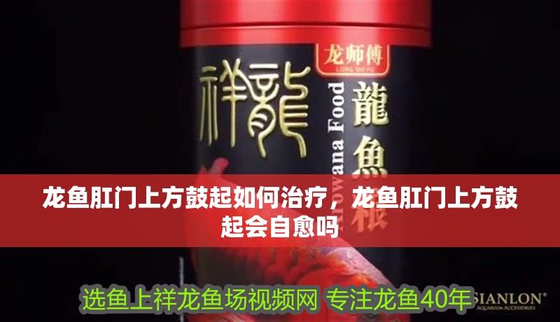 龍魚(yú)肛門(mén)上方鼓起如何治療，龍魚(yú)肛門(mén)上方鼓起會(huì)自愈嗎