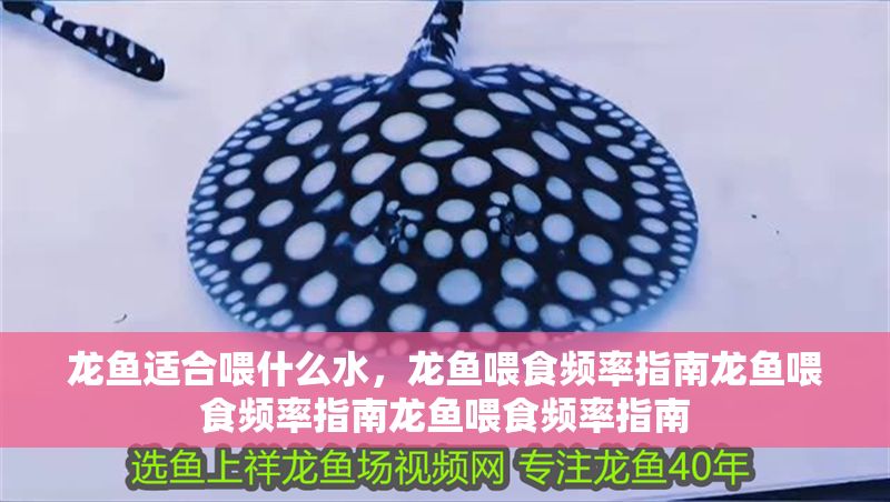 龍魚適合喂什么水，龍魚喂食頻率指南龍魚喂食頻率指南龍魚喂食頻率指南 龍魚適合喂什么水，龍魚喂食頻率指南龍魚喂食頻率指南龍魚喂食頻率指南 龍魚百科 第2張