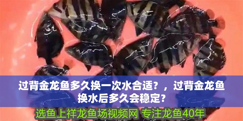 過背金龍魚多久換一次水合適？，過背金龍魚換水后多久會穩定？