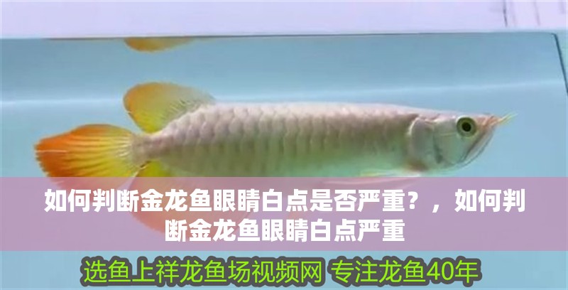 如何判斷金龍魚眼睛白點是否嚴重？，如何判斷金龍魚眼睛白點嚴重