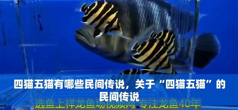 四貓五貓有哪些民間傳說，關于“四貓五貓”的民間傳說