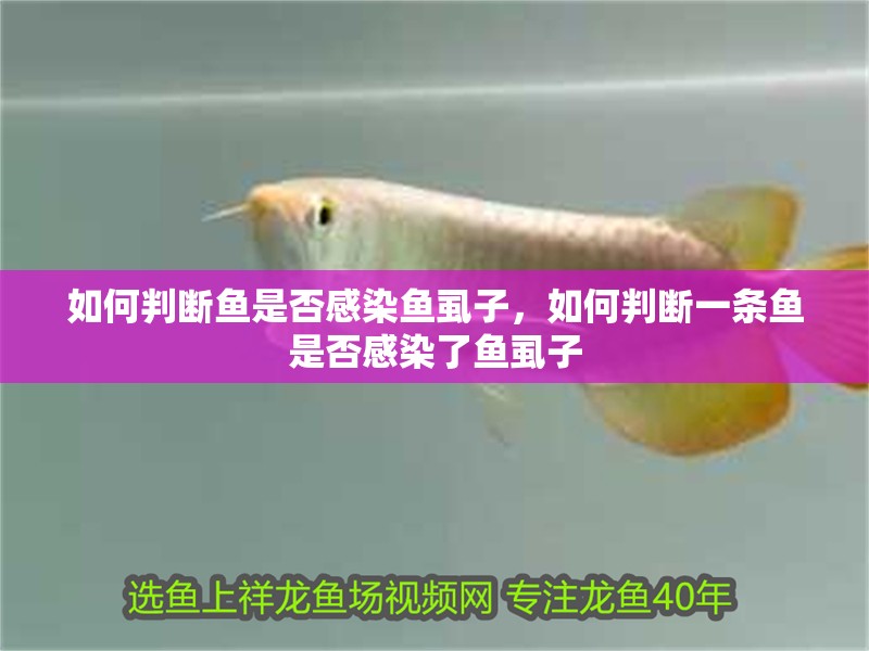 如何判斷魚是否感染魚虱子，如何判斷一條魚是否感染了魚虱子