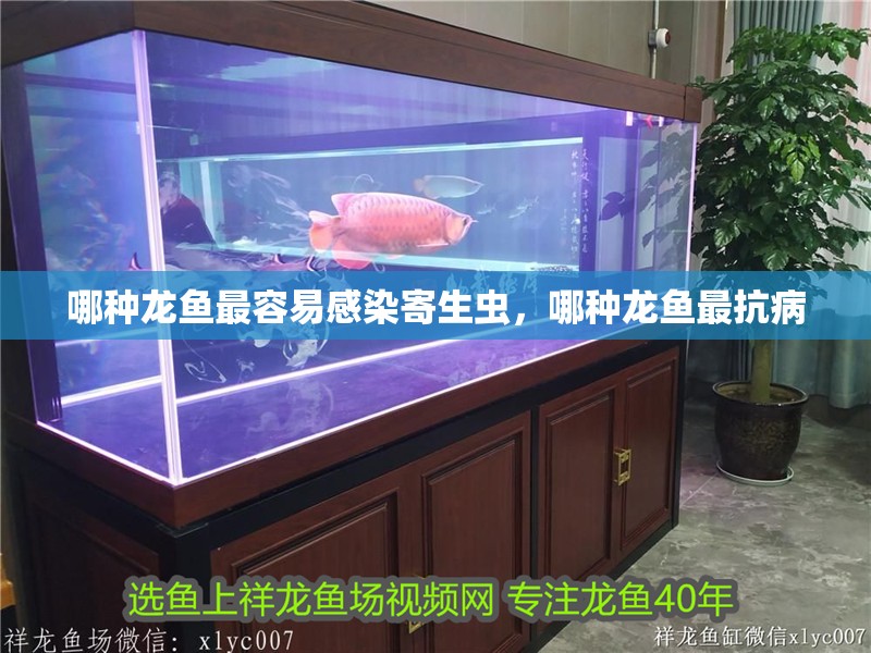 哪種龍魚最容易感染寄生蟲，哪種龍魚最抗病