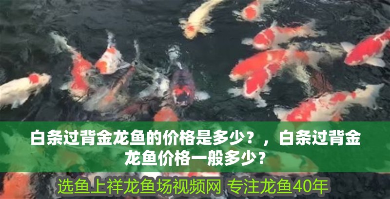 白條過背金龍魚的價格是多少？，白條過背金龍魚價格一般多少？
