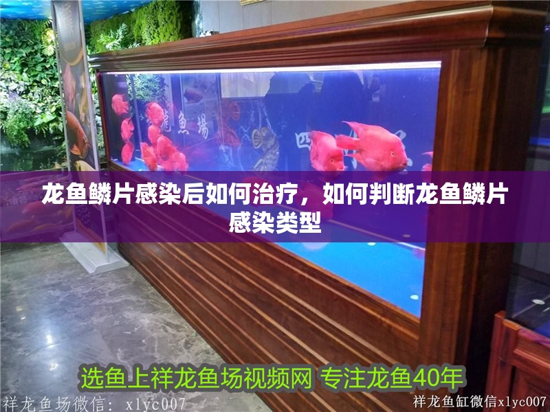 龍魚鱗片感染后如何治療，如何判斷龍魚鱗片感染類型
