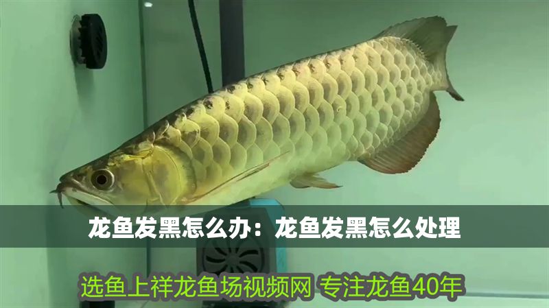 龍魚發(fā)黑怎么辦：龍魚發(fā)黑怎么處理