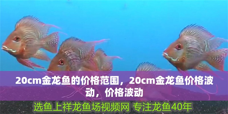 20cm金龍魚的價格范圍，20cm金龍魚價格波動，價格波動