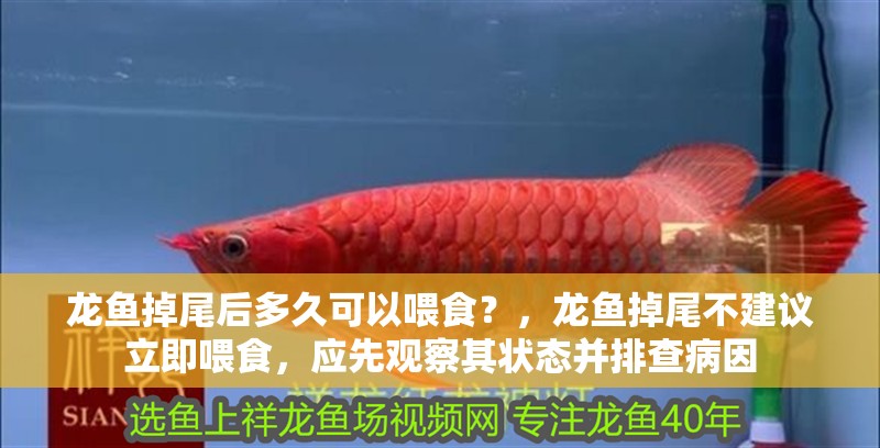 龍魚掉尾后多久可以喂食？，龍魚掉尾不建議立即喂食，應先觀察其狀態并排查病因