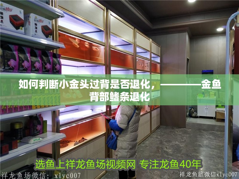 如何判斷<strong><mark>小金</mark></strong>頭過背是否退化，————金魚背部鰭條退化