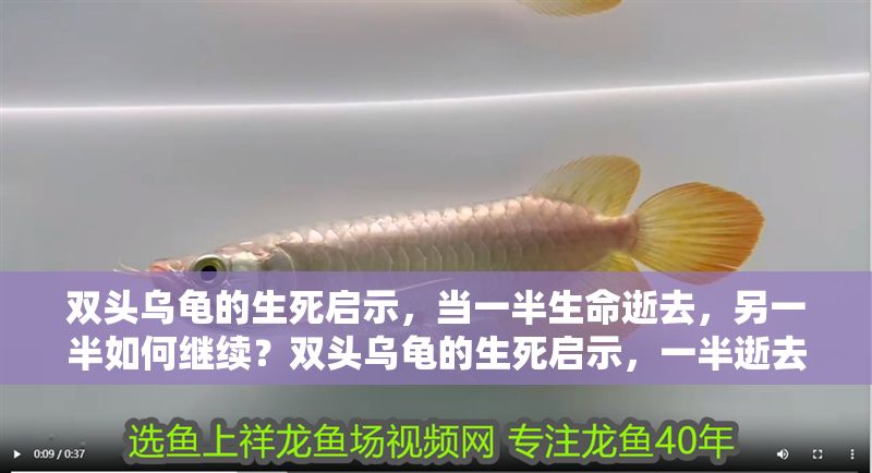 雙頭烏龜的生死啟示,當一半生命逝去,另一半如何繼續?雙頭烏龜的生死啟示,一半逝去,另一半如何重生? 龍魚百科 第1張 雙頭烏龜的生死啟示,當一半生命逝去,另一半如何繼續?雙頭烏龜的生死啟示,一半逝去,另一半如何重生? 雙頭烏龜的生死啟示,當一半生命逝去,另一半如何繼續?雙頭烏龜的生死啟示,一半逝去,另一半如何重生? 龍魚百科 第1張