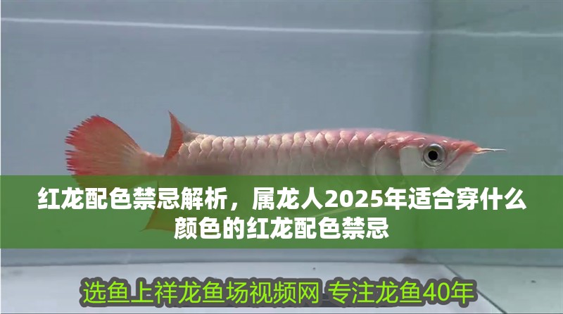 紅龍配色禁忌解析，屬龍人2025年適合穿什么顏色的紅龍配色禁忌