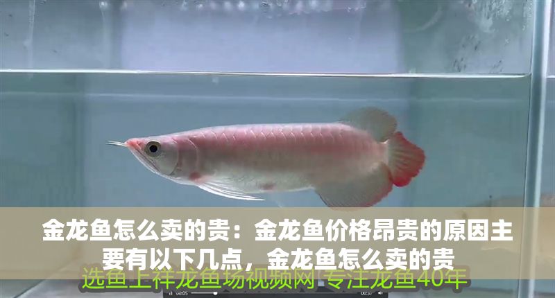 金龍魚怎么賣的貴：金龍魚價格昂貴的原因主要有以下幾點，金龍魚怎么賣的貴