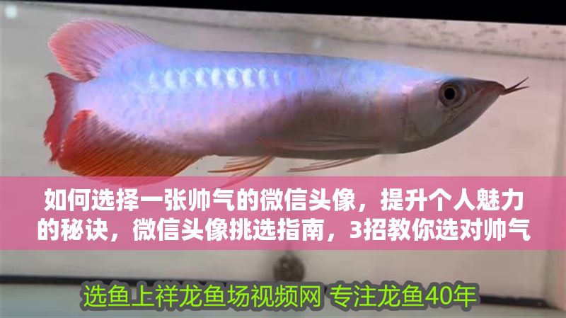 如何選擇一張帥氣的微信頭像，提升個人魅力的秘訣，微信頭像挑選指南，3招教你選對帥氣頭像，瞬間提升個人魅力