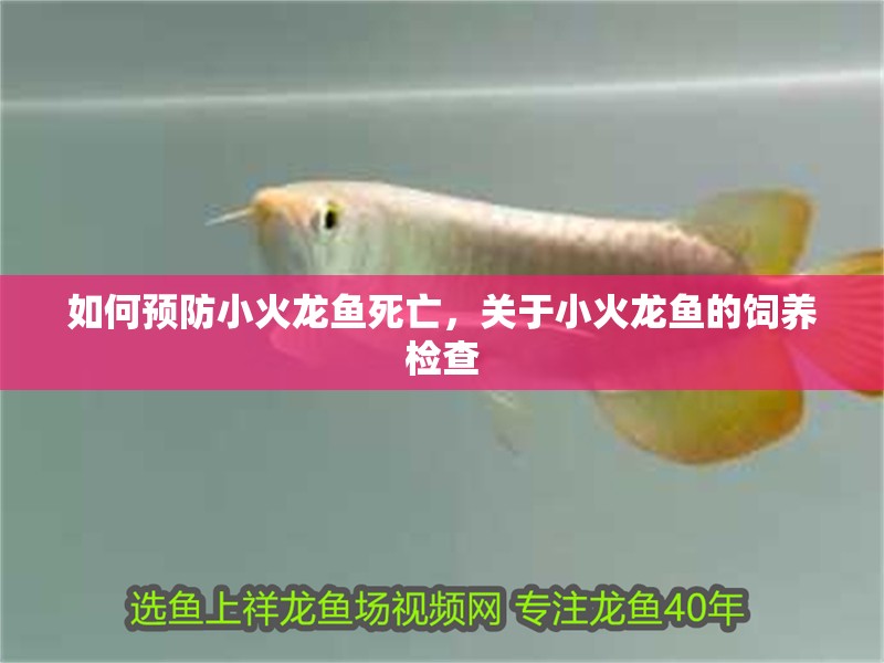 如何預防小火龍魚死亡，關于小火龍魚的飼養檢查