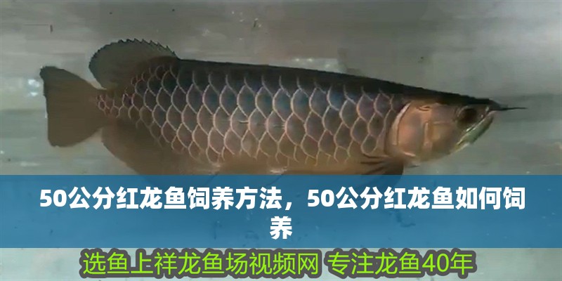 50公分紅龍魚飼養方法，50公分紅龍魚如何飼養