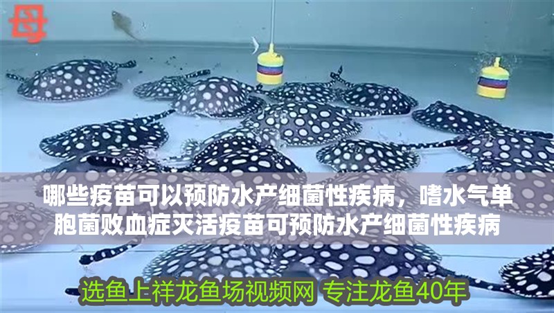 哪些疫苗可以預防水產細菌性疾病，嗜水氣單胞菌敗血癥滅活疫苗可預防水產細菌性疾病