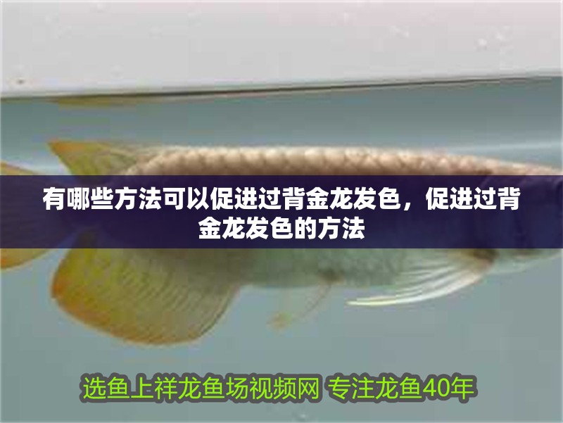 有哪些方法可以促進過背金龍發色，促進過背金龍發色的方法