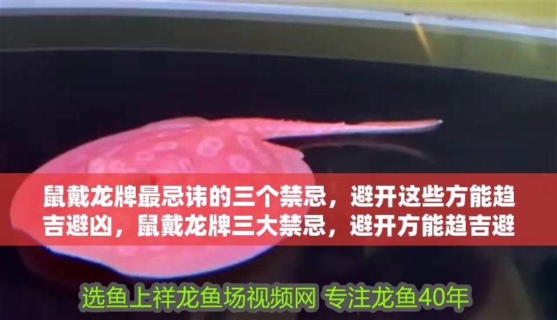 鼠戴龍牌最忌諱的三個禁忌，避開這些方能趨吉避兇，鼠戴龍牌三大禁忌，避開方能趨吉避兇