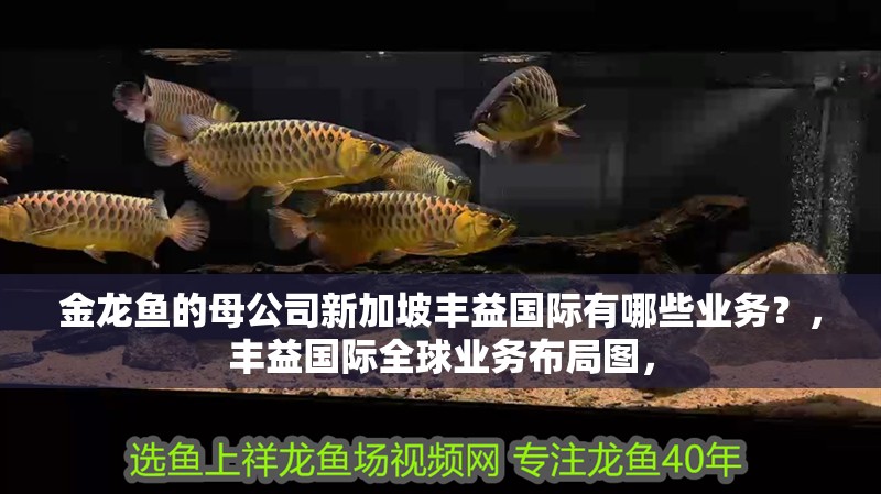 金龍魚的母公司新加坡豐益國際有哪些業(yè)務(wù)？，豐益國際全球業(yè)務(wù)布局圖，