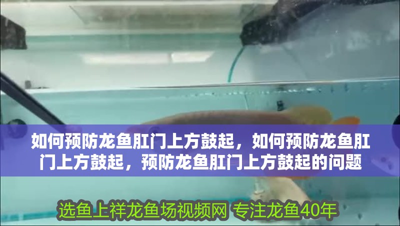 如何預防龍魚肛門上方鼓起，如何預防龍魚肛門上方鼓起，預防龍魚肛門上方鼓起的問題