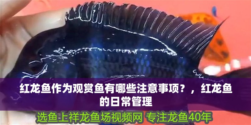 紅龍魚作為觀賞魚有哪些注意事項？，紅龍魚的日常管理