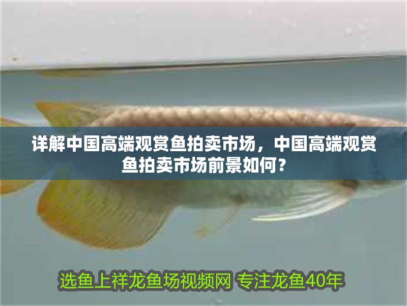 詳解中國高端觀賞魚拍賣市場，中國高端觀賞魚拍賣市場前景如何？