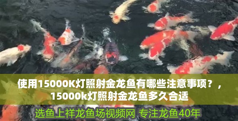 使用15000K燈照射金龍魚有哪些注意事項？，15000k燈照射金龍魚多久合適