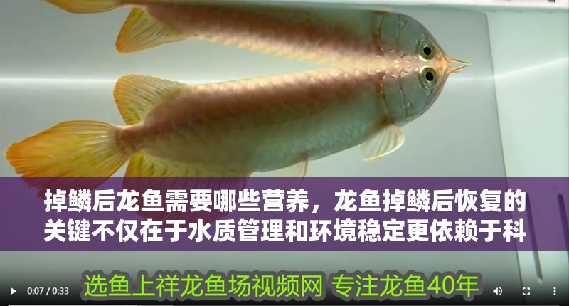 掉鱗后龍魚需要哪些營養，龍魚掉鱗后恢復的關鍵不僅在于水質管理和環境穩定更依賴于科學合理的營養補充