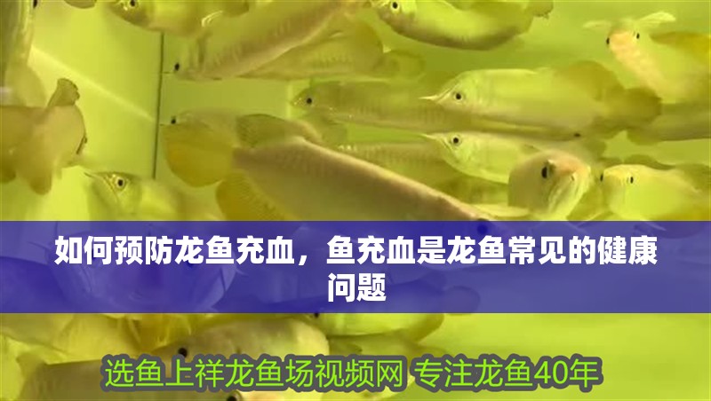 如何預防龍魚充血，魚充血是龍魚常見的健康問題