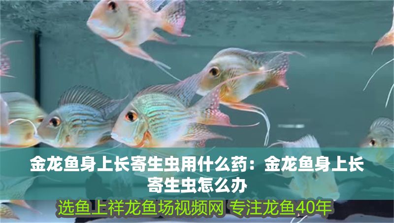 金龍魚身上長(zhǎng)寄生蟲用什么藥：金龍魚身上長(zhǎng)寄生蟲怎么辦