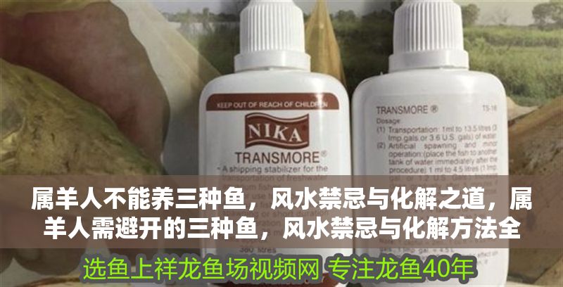 屬羊人不能養(yǎng)三種魚(yú)，風(fēng)水禁忌與化解之道，屬羊人需避開(kāi)的三種魚(yú)，風(fēng)水禁忌與化解方法全解析