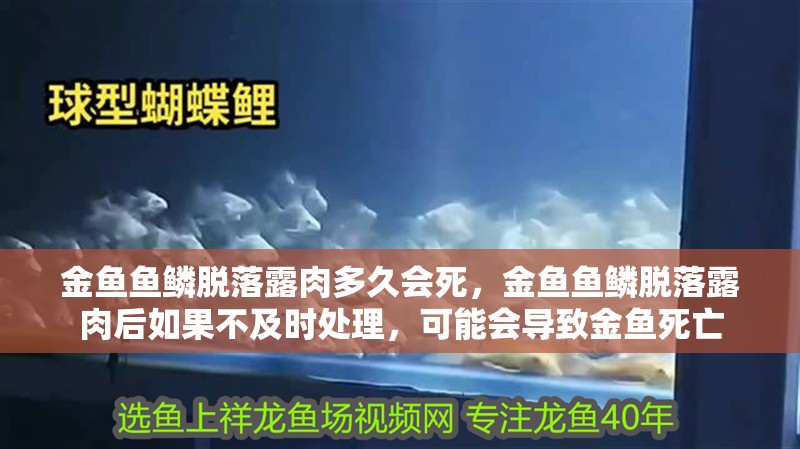 金魚魚鱗脫落露肉多久會死，金魚魚鱗脫落露肉后如果不及時處理，可能會導致金魚死亡