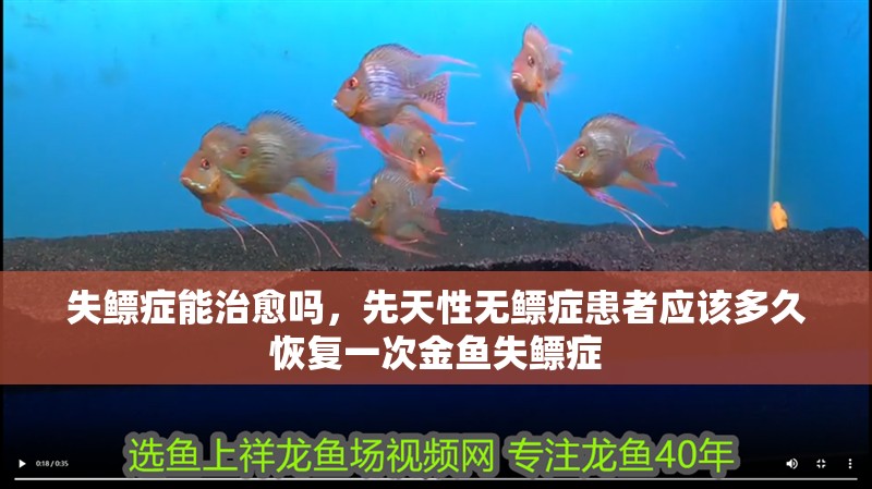 失鰾癥能治愈嗎，先天性無鰾癥患者應該多久恢復一次金魚失鰾癥 失鰾癥能治愈嗎，先天性無鰾癥患者應該多久恢復一次金魚失鰾癥 龍魚百科