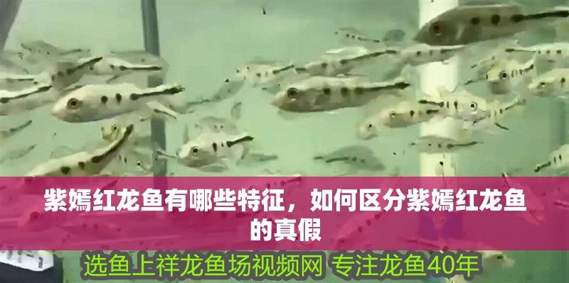 紫嫣紅龍魚有哪些特征，如何區分紫嫣紅龍魚的真假